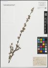 Foto von Salix repens L.